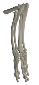 Canine external carpal endoprosthesis